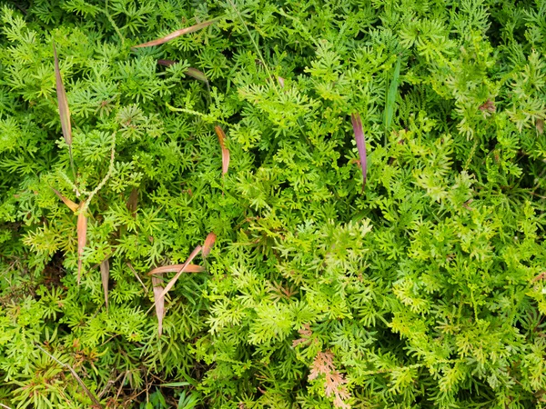 Ferns; nature and fresh background — Stock Photo, Image