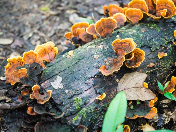 Cogumelos em logs; grande e cor-de-laranja — Fotografia de Stock