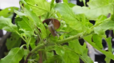 Tatlı fesleğende salyangoz. Yaklaş.