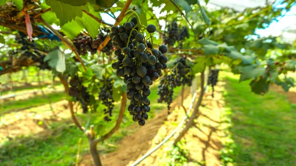 Bunches of Black grape on vine, farm in the background — Stock Photo, Image