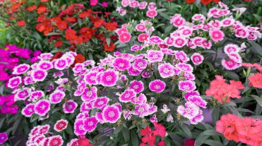 Dianthus chinensis flowerbed