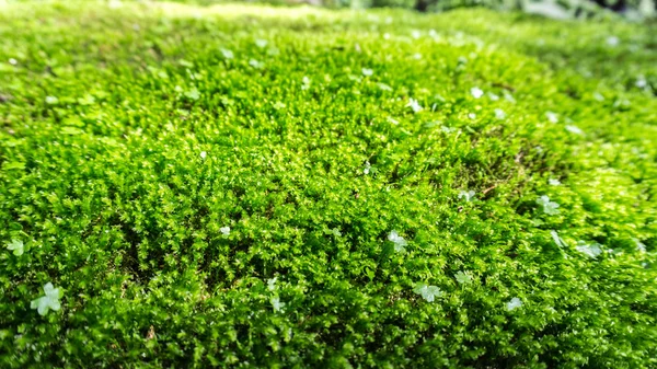 Green moss on the ground, with white flower and grass — Stock Photo, Image