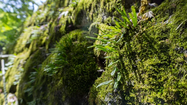 Moss on stone with sunlight ray — Stock Photo, Image