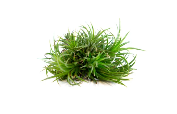 Beyaz arka plan üzerinde izole tillandsia