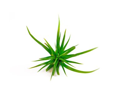 Tillandsia isolated on white background clipart