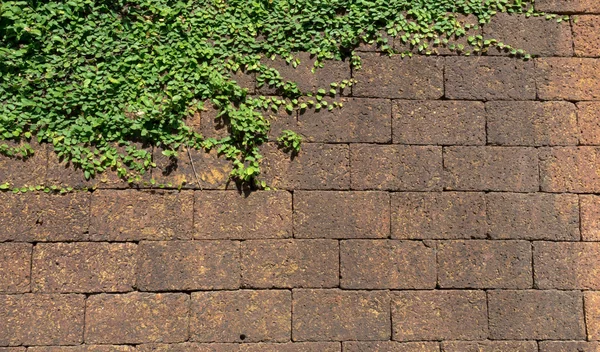 Brick wall with small fern leaves natural background — Stock Photo, Image