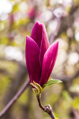 Baharda manolya çiçeği