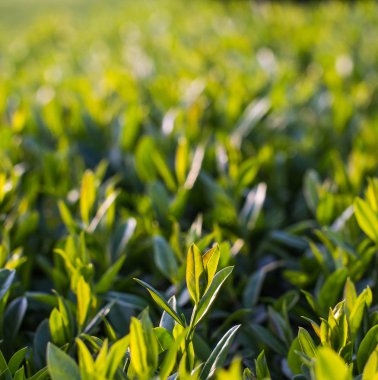 Bahar ışık yaprakları