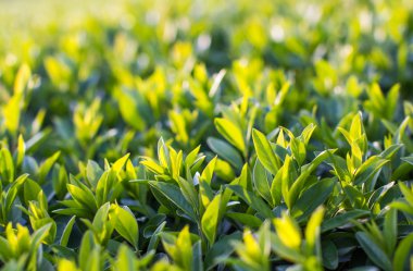 Bahar ışık yaprakları