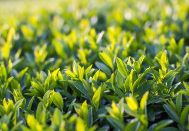 Bahar ışık yaprakları