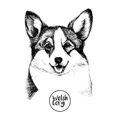 Galler Corgi Pembroke 'un yakın portresi. El çizimi evcil köpek çizimi. Beyaz arkaplanda izole.