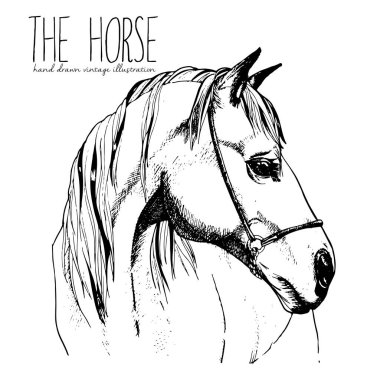 Atın vektör portresi. El çizimi klasik tasvirler. Beyaz arka planda izole edilmiş. Oymalı aygır kafası çizimi.