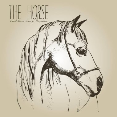 Atın vektör portresi. El çizimi klasik tasvirler. El işi kahverengi arka planda izole edilmiş. Oymalı aygır kafası çizimi.