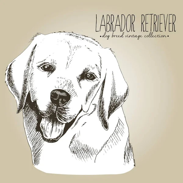 Labrador Retriever Yakın Portresi Çizimi Evcil Köpek Çizimi Eski Tarz — Stok Vektör