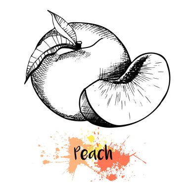 Şeftali, kayısı ya da nektarin meyvesi çizilmiş. Beyaz arka planda izole edilmiş taze meyve oymacılığı. Kokteyl, smoothie, tatlı ve salata için..