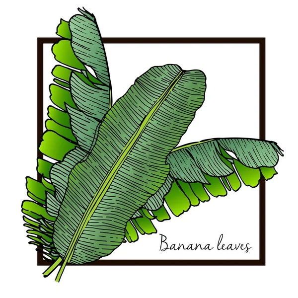 Tropik bitkilerin vektör kümesi. Muz yaprakları. Kare sınırla süslenmiş. Renk vintage oymalı resimleme.