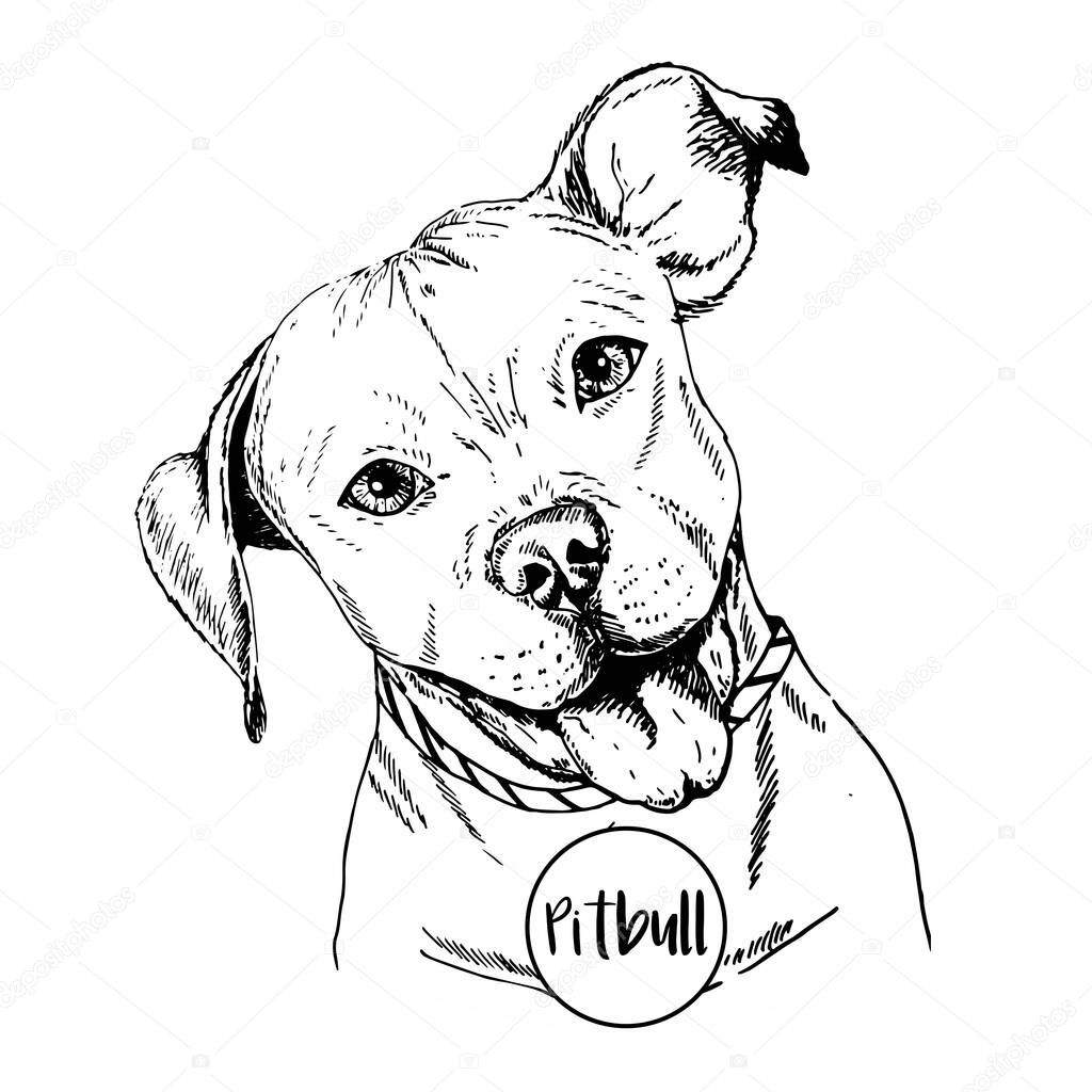 Vector close up portrait of english pitbull. Hand drawn domestic pet dog illustration. Isolated on  white background.