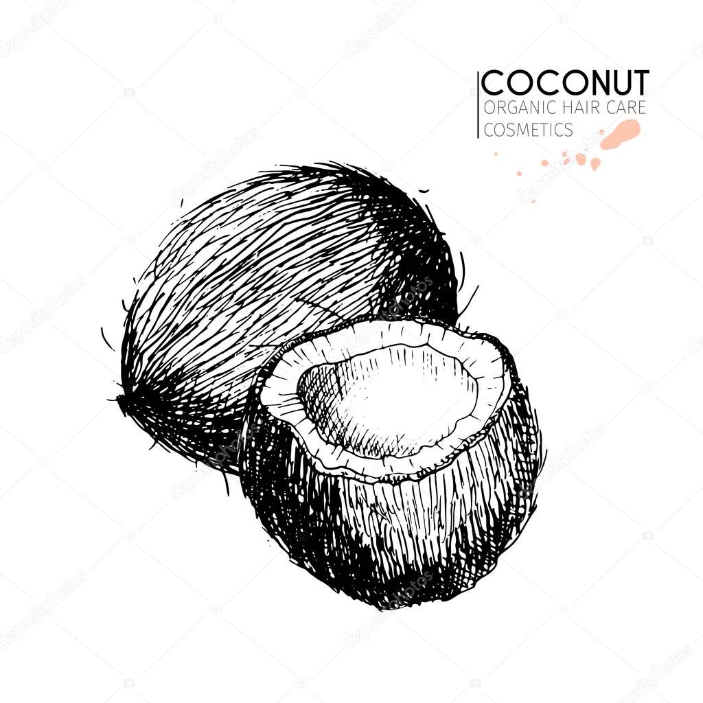 Vector set of hair care ingredients. Organic hand drawn elements. Coconuts. Use for cosmetic package, shop, store, products,  spa salon, wellnes program, procedure, skin hair care 