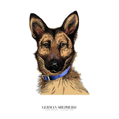 Alman çoban köpeğinin portresi. Şirin köpek. Polis, servis köpeği. Hayvani renkli illüstrasyon. Elle çizilmiş hayvan portresi. Poster, tişört baskısı, tatil, kartpostal, barınak.