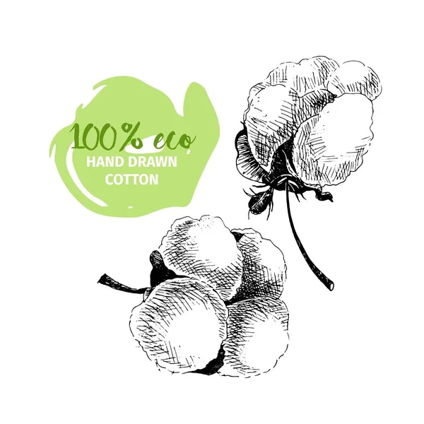 Vektorové Ručně Kreslené Větve Bavlny 100 Eko Bavlněné Květinové Poupata — Stockový vektor