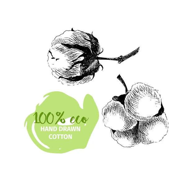 Conjunto Ramos Algodão Desenhado Mão Vetorial 100 Eco Botões Flor —  Vetores de Stock