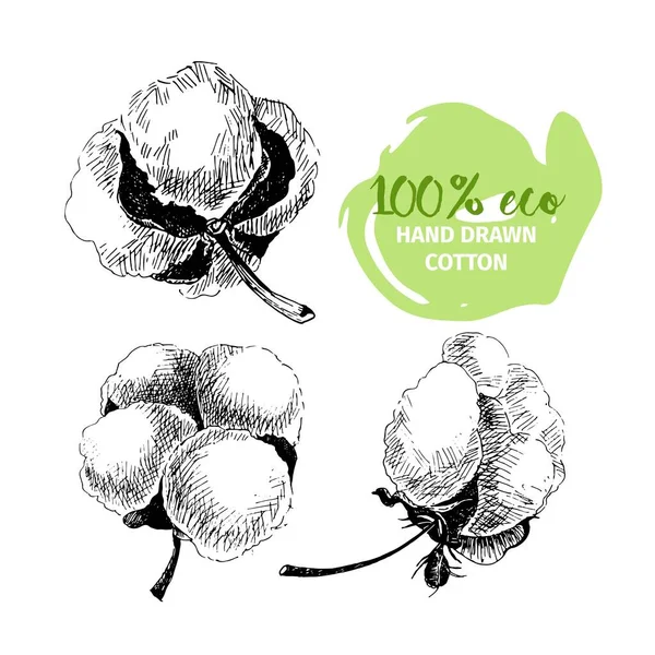 Conjunto Ramos Algodão Desenhado Mão Vetorial 100 Eco Botões Flor —  Vetores de Stock