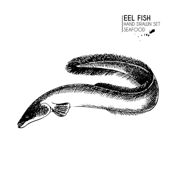 Serie Icone Pesce Disegnate Mano Vettoriale Pesce Anguilla Isolato Arte — Vettoriale Stock