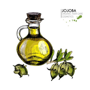 Saç bakım malzemeleri seti. Organik el çizimi elementler. Jojoba şubesi, fındık ve yağ şişesi. Kozmetik paketi, dükkan, mağaza, ürün, kaplıca salonu, sağlık programı, prosedür, cilt, güzellik.