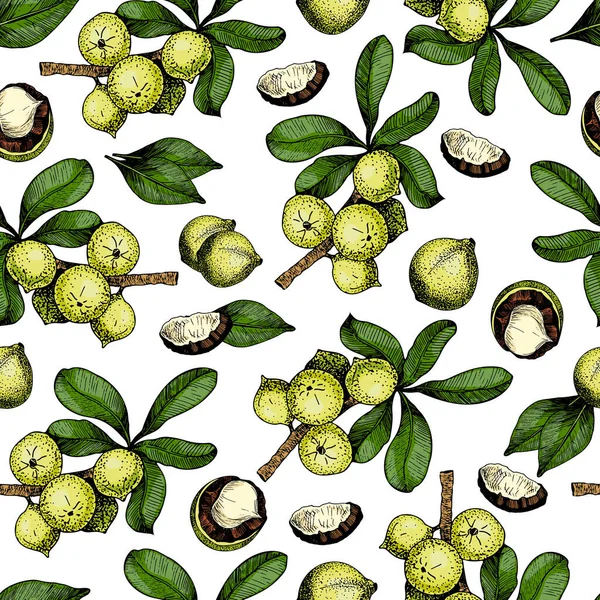 Vektornahtloses Muster Von Macadamia Nüssen Und Zweigen Handgezeichnete Kolorierte Gravurkunst — Stockvektor