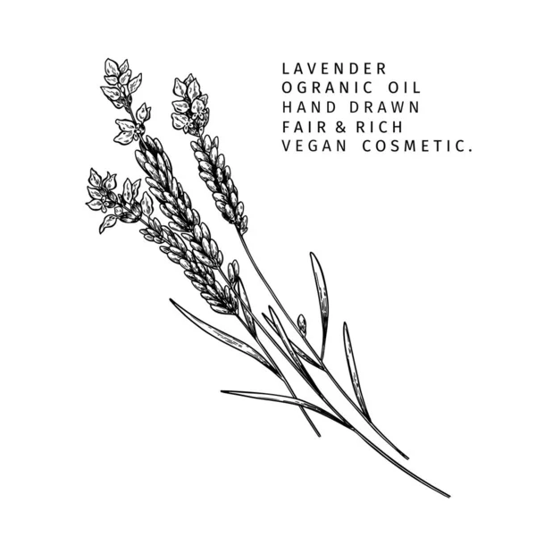 Ramo Lavanda Desenhado Mão Ilustração Gravada Floral Vetorial Óleo Essencial —  Vetores de Stock