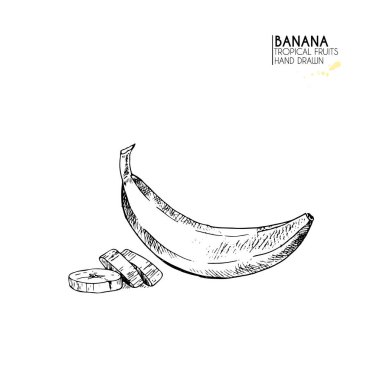 Vektör el çizimi egzotik meyveler. Gevşek muz. Oymalı sanat. Lezzetli tropikal vejetaryen nesneler. Restoran, menü, meyve suyu kasesi, market, mağaza, parti dekorasyonu, yemek için kullan