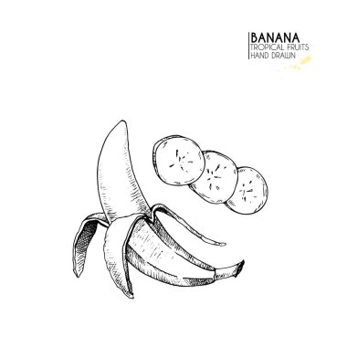 Vektör el çizimi egzotik meyveler. Gevşek muz. Oymalı sanat. Lezzetli tropikal vejetaryen nesneler. Restoran, menü, meyve suyu kasesi, market, mağaza, parti dekorasyonu, yemek için kullan