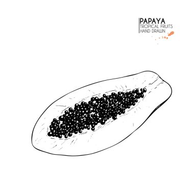 Vektör el çizimi egzotik meyveler. Ayrı bir papaya. Oymalı sanat. Lezzetli tropikal vejetaryen nesneler. Restoran, yemek, market, mağaza, menü, parti dekorasyonu, smoothie kaseleri için kullan