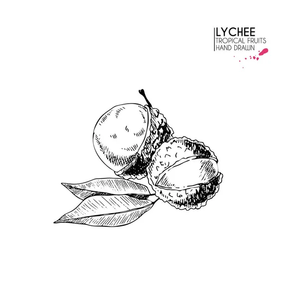 Ensemble Vectoriel Dessiné Main Fruits Exotiques Isolé Lyvhee Art Gravé — Image vectorielle