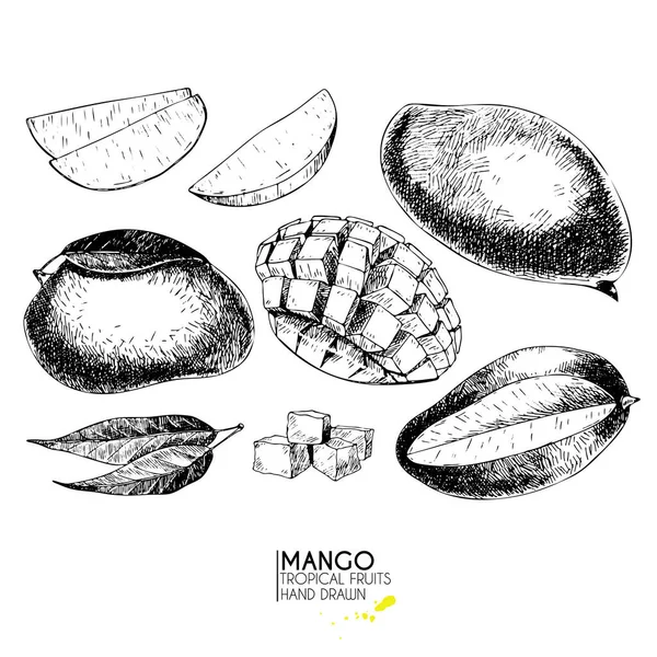 Vector Hand Drawn Set Exotic Fruits Isolated Mango Engraved Art Royalty Free Stock Illustrations