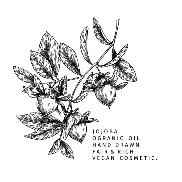 Ramo Jojoba Desenhado Mão Ilustração Gravada Vetor Óleo Essencial Cosmético —  Vetores de Stock