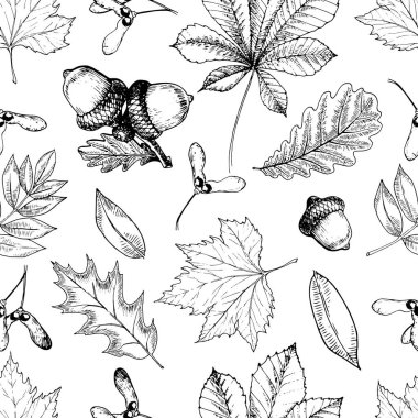 Sonbahar yapraklı, pürüzsüz bir şekil. El yapımı klasik oymalı sanat. Meşe, elma, kestane, meşe palamudu. Tekstil, tasarım, ambalaj kağıdı, depolama