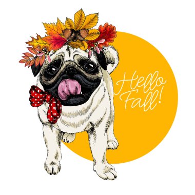 Vector portrait of Pug dog wearing autumn leaves crown. Hello fall illustration. Oak, maple, chestnut, rowen. Hand drawn pet portait. Poster, t-shirt print, postcard, seasonal greeting vector