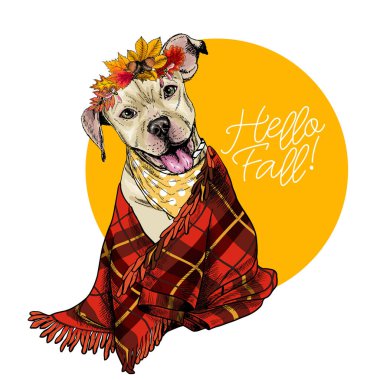 Vector portrait of Pit Bull Terrier dog wearing autumn leaves and blanket. Hello fall illustration. Oak, maple, chestnut, rowen. Hand drawn pet portait. Poster, print, postcard, seasonal greeting vector