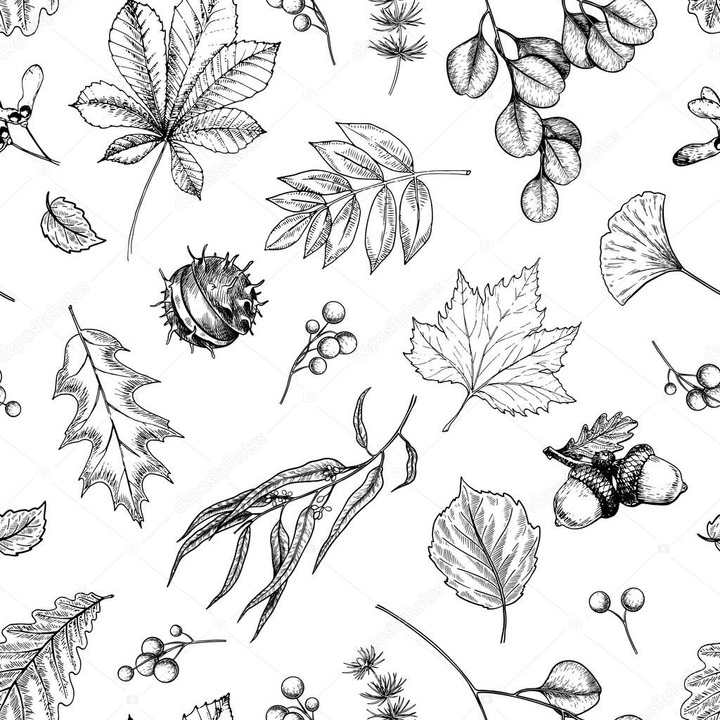 Hand drawn autumn leaf. Vector seamless pattern of tree leaves. Fall forest folliage. Maple, oak, chestnut, birch, acorn, ginkgo biloba, eucalyptus, willow, guelder rose pine Autumn in woods