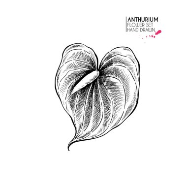 El çizimi sonbahar çiçekleri. Andoryum çiçeği. Klasik oymalı sanat eseri. Botanik illüstrasyon. Çiçekçi için iyi, Cadılar Bayramı dekorasyonu, dövme, paket tasarımı, çiçek buketi