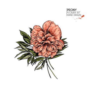 El çizimi sonbahar çiçekleri. Şakayık çiçeği. Klasik renkli oyma sanat. Botanik illüstrasyon. Çiçekçi için iyi, Cadılar Bayramı dekorasyonu, dövme, paket tasarımı, çiçek buketi