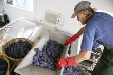 Üzüm makinesine üzüm yükleyen adam