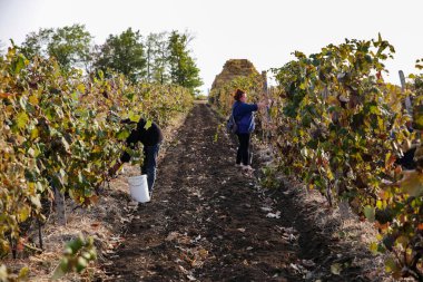 Üzüm tarlasında sonbahar mahsulü.