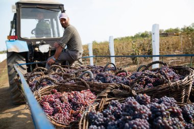 Mavi üzüm sepetleriyle dolu bir karavanda bir adam.