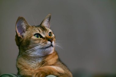 Safkan Habeş kedisi vahşi renklerde Uzağa bakar