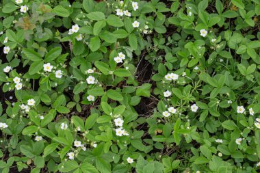 Yeşil yapraklar bitki arka planı 