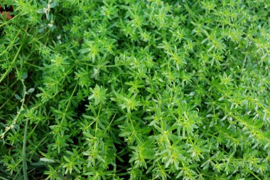 Bahçedeki yeşil bitkiyi kapat.