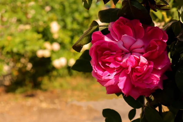 Bahçedeki pembe güller