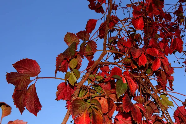 Sonbahar yaprakları mavi gökyüzüne karşı